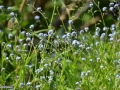 0144_Nu-ma-uita_Myosotis-sylvatica