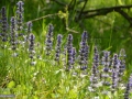 0152_Ajuga-genevensis_vinerita