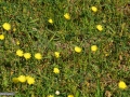 0153_Hieracium-pilosella_Poala-Maicii-Domnului