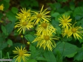0175_Cujda_Doronicum-carpaticum