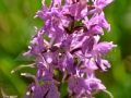 0255_Dactylorhiza-maculata