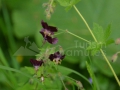 0320_Geranium-phaeum_Palaria-cucului