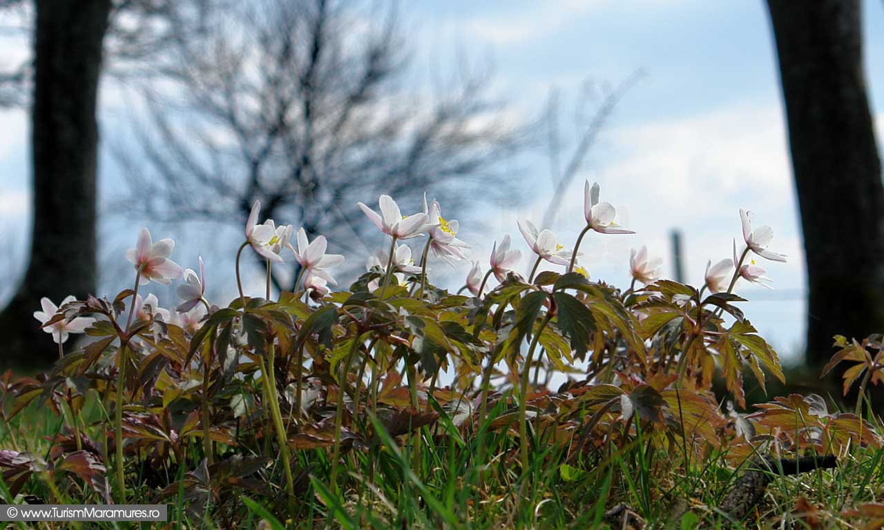 Anemone nemorosa_Floarea Pastelui