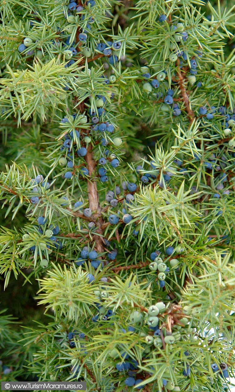 Fructe-ienupar_Juniperus-communis