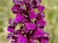 Orhidee-Dactylorhiza maculata