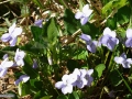 Toporasi-Viola sp.