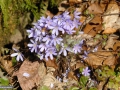 Albastrele_Hepatica-nobilis