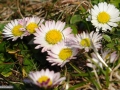 Bellis-perennis--paralute
