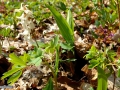 Brebenei_Corydalis-cava