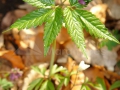 Coltisor-Dentaria-glandulosa