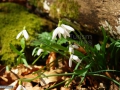 Ghiocei_Galanthus-nivalis