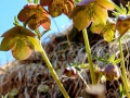 Helleborus-purpurescens_spanz