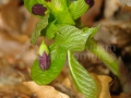 Scopolia-carniolica-Mutulica