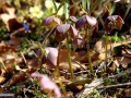 Spinz_Helleborus-purpurescens