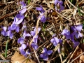 Viola-sp_Toporasi