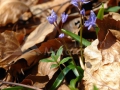 Viorele_Scilla-bifolia