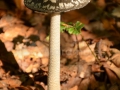 40_Ciuperca