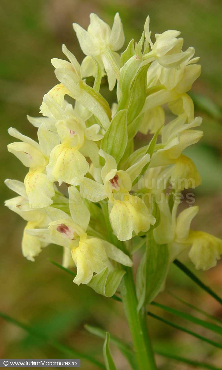 19_Orhidee-Untul-vacii