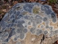 36-Andezit-cu-licheni-de-piatra.jpg