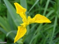 06_Iris-pseudacorus