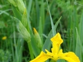 07_Iris-pseudacorus
