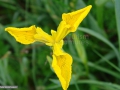 08_Iris-pseudacorus