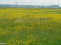 21_Faneata