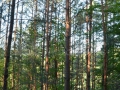 36_Insula-de-pini-silvatici
