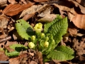 28-Primula-vulgaris