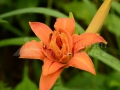 Floare_0032
