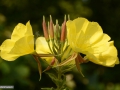 Floare_0036