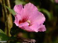 Floare_0041