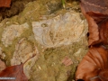 27-Detritus-litoral-cu-scoici-fosile