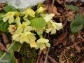 Primula vulgaris