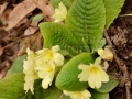 Primula vulgaris_01