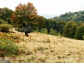 11_Poiana-pe-Culmea-Preluca