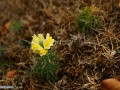 22_Gura-Leului-spontana_Linaria-vulgaris_Linaritza