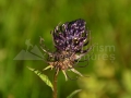 85-floare-Carbune-Phyteuma-vagneri