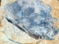 09-fosile