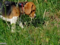 07-Beagle-6-luni-si-jumatate.jpg