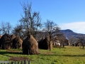 28_Trestia-Maramures