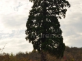 14_Arborele-Sequoia-din-Ardusat-Maramures