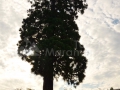 15_Arborele-Sequoia-din-Ardusat-Maramures