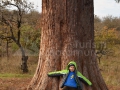 16_Arborele-Sequoia-din-Ardusat-Maramures