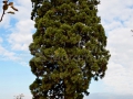 17_Arborele-Sequoia-din-Ardusat-Maramures