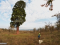 Sequoia gigantea Ardusat Maramures