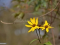 109_Flori-de-topinambur