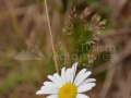 72_Floare