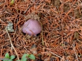 90_Vinetica_Lepista-nuda_Clitocybe-nuda