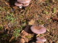 93_Lepista-nuda_Vinetici-comestibile